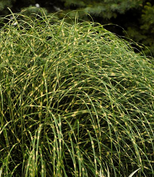 Miscanthus sinensis 'Little zebra'